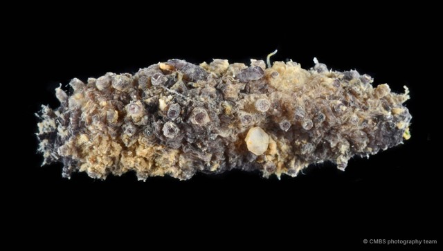 Afrocucumis africana • © CMBS photography team • All Rights Reserved