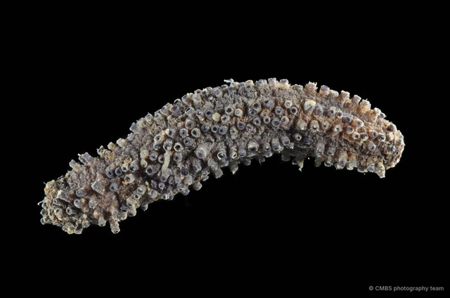 Afrocucumis africana