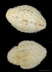 Cladolabes hamatus • © CMBS photography team • All Rights Reserved