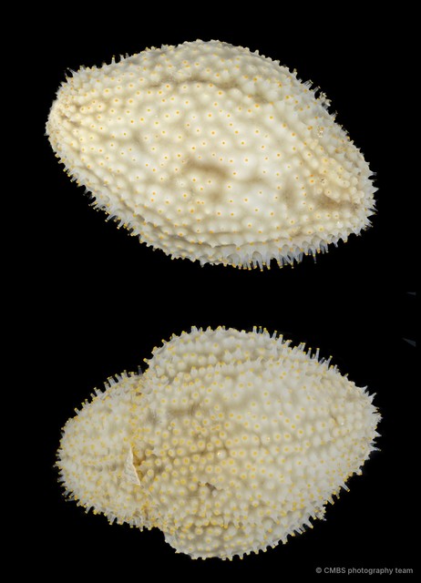 Cladolabes hamatus