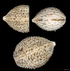 Cladolabes hamatus • © Rene Ong • All Rights Reserved