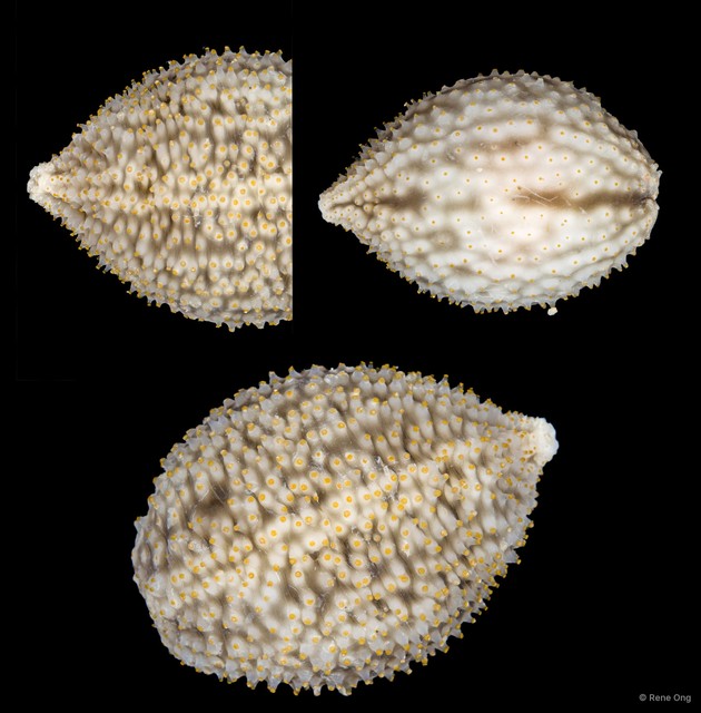 Cladolabes hamatus