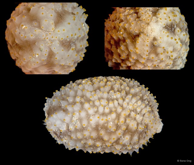 Cladolabes hamatus