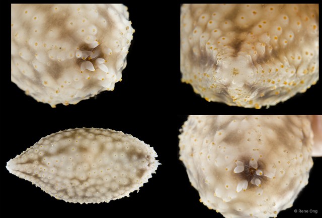 Cladolabes hamatus