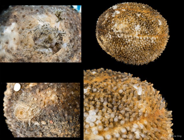 Globosita sp. "SEA-1161" • © Rene Ong • All Rights Reserved