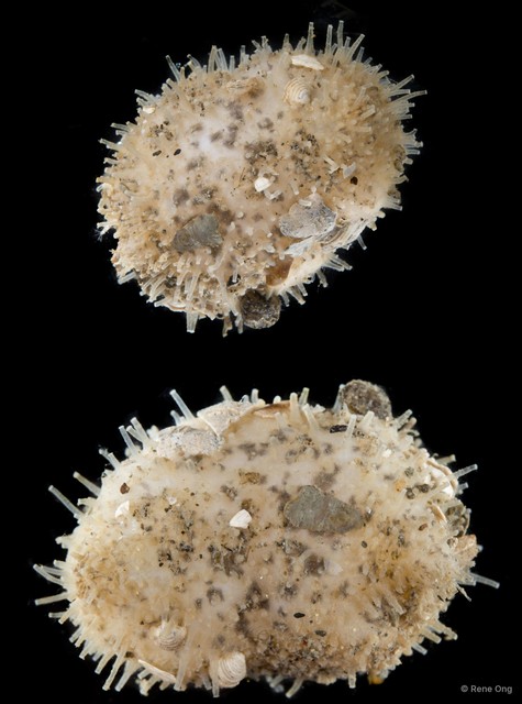 Globosita sp. "SEA-5715" • © Rene Ong • All Rights Reserved
