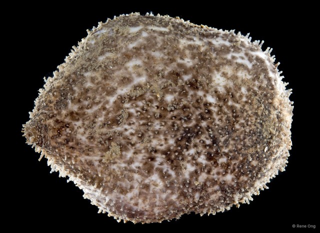 Globosita sp. "SEA-6084" • © Rene Ong • All Rights Reserved