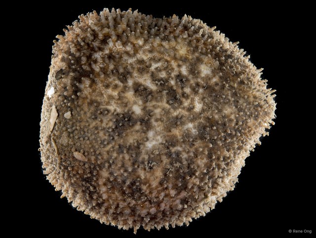 Globosita sp. "SEA-6085" • © Rene Ong • All Rights Reserved
