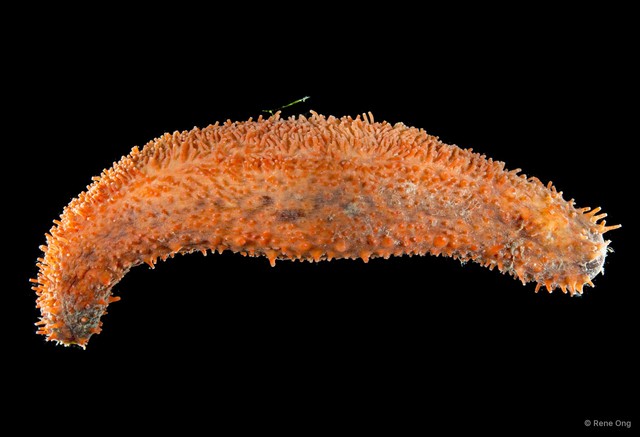 Havelockia sp. "INT-1030" • © Rene Ong • All Rights Reserved