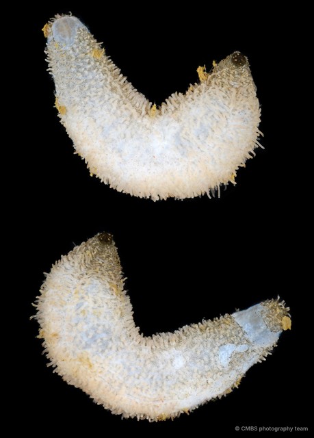 Havelockia sp. "JS-0026" • © CMBS photography team • All Rights Reserved