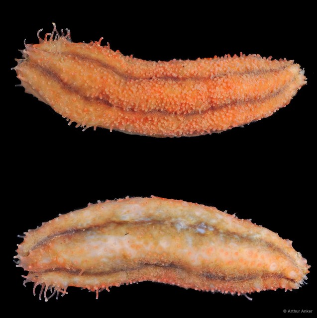 Havelockia sp. "JS-1804" • © Arthur Anker • All Rights Reserved