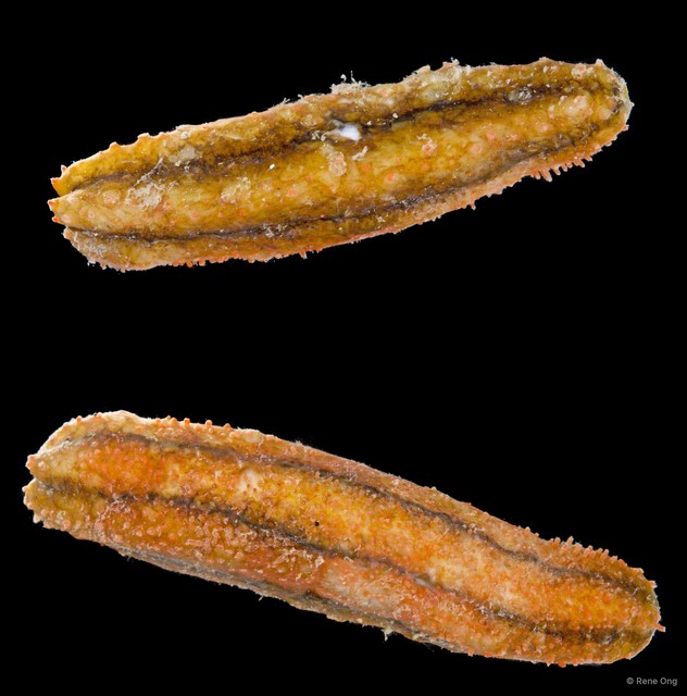 Havelockia sp. "SEA-3049" • © Rene Ong • All Rights Reserved