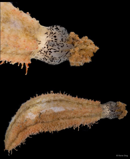 Havelockia sp. "SEA-6082" • © Rene Ong • All Rights Reserved