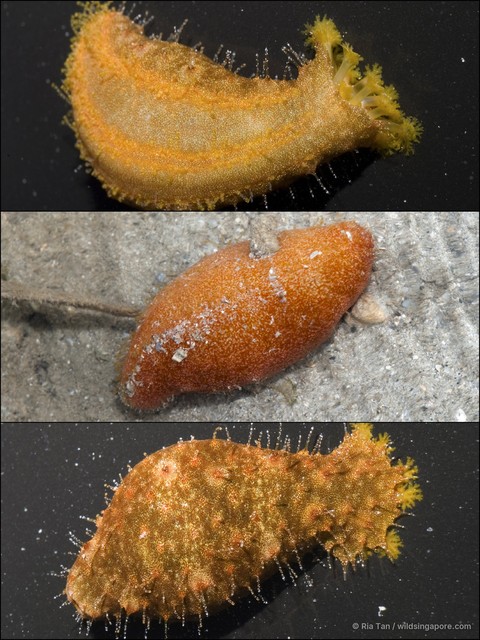 Actinopyga sp. "dc50f39e" • © Ria Tan • All Rights Reserved