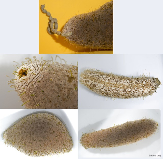 Actinopyga sp. "INT-1285" • © Rene Ong • All Rights Reserved