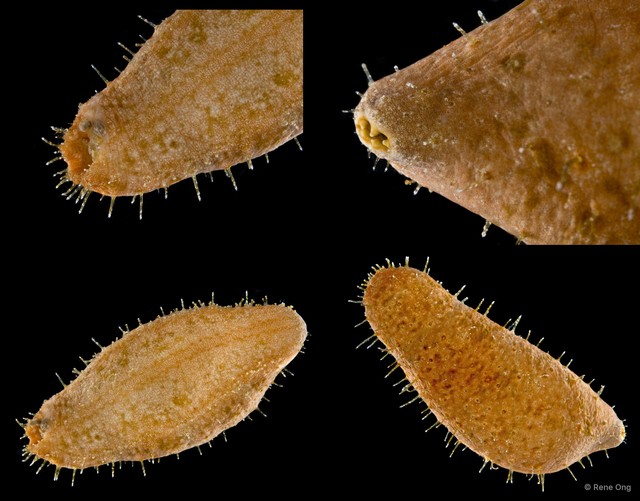 Actinopyga sp. "INT-XXXX" • © Rene Ong • All Rights Reserved