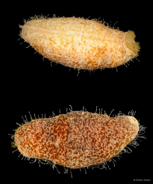 Actinopyga sp. "SS-0932" • © Arthur Anker • All Rights Reserved