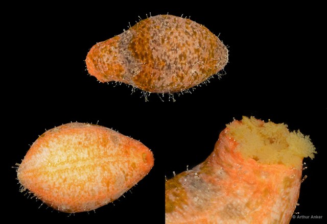 Actinopyga sp. "SS-0933" • © Arthur Anker • All Rights Reserved