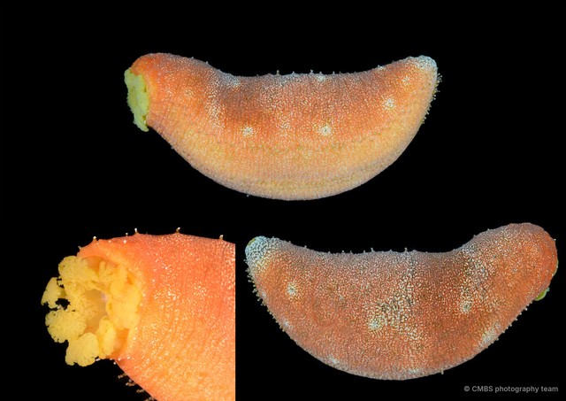 Actinopyga sp. "SS-1777" • © CMBS photography team • All Rights Reserved