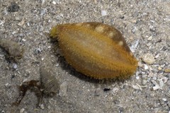 Actinopyga lecanora • © Ria Tan • All Rights Reserved