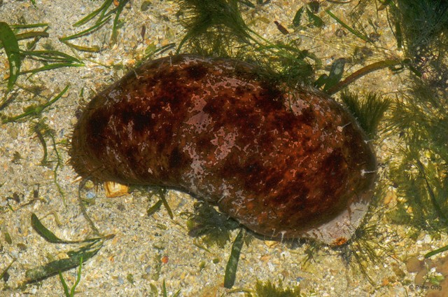 Actinopyga lecanora