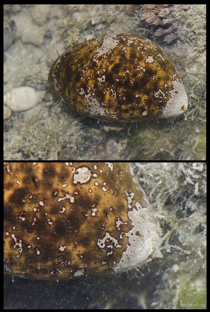 Actinopyga lecanora