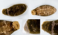 Actinopyga lecanora • © Rene Ong • All Rights Reserved
