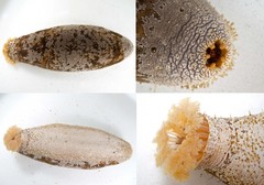 Actinopyga lecanora • © Rene Ong • All Rights Reserved