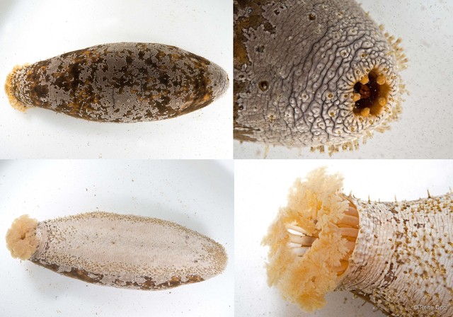 Actinopyga lecanora