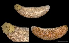 Actinopyga lecanora • © CMBS photography team • All Rights Reserved