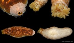 Actinopyga lecanora • © CMBS photography team • All Rights Reserved