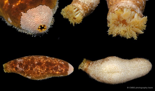 Actinopyga lecanora