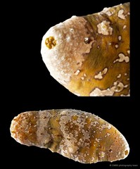 Actinopyga lecanora • © CMBS photography team • All Rights Reserved