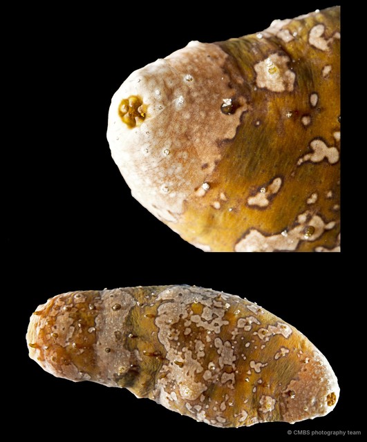 Actinopyga lecanora