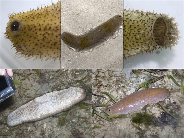 Bohadschia vitiensis • © Ria Tan • All Rights Reserved