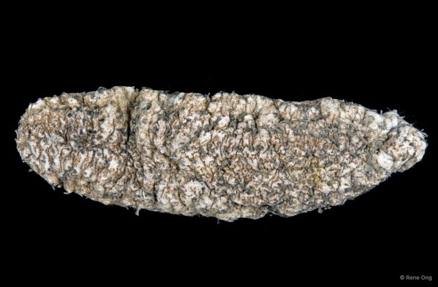 Holothuria sp. "4714TB2-032" • © Rene Ong • All Rights Reserved