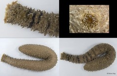 Holothuria sp. "INT-0033"