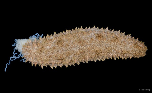 Holothuria (Metriatyla) sp. "JS-0021" • © Rene Ong • All Rights Reserved