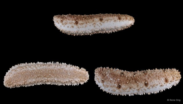 Holothuria (Metriatyla) sp. "JS-1807" • © Rene Ong • All Rights Reserved