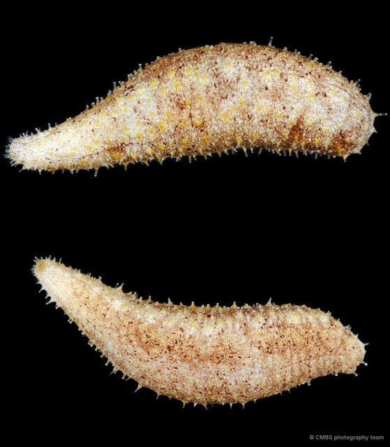 Holothuria (Mertensiothuria) sp. "SS-3302"