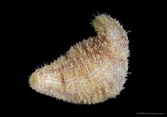 Holothuria (Mertensiothuria) sp. "SS-3302" • © CMBS photography team • All Rights Reserved