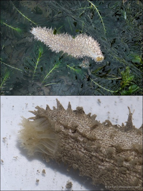 Holothuria (Metriatyla) albiventer • © Ria Tan • All Rights Reserved