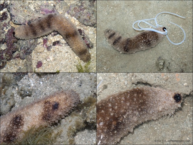 Holothuria (Stauropora) fuscocinerea • © Ria Tan • All Rights Reserved