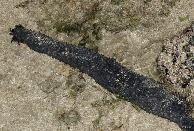 Holothuria (Mertensiothuria) leucospilota