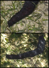 Holothuria (Mertensiothuria) leucospilota • © Rene Ong • All Rights Reserved