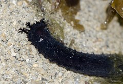 Holothuria (Mertensiothuria) leucospilota • © Rene Ong • All Rights Reserved