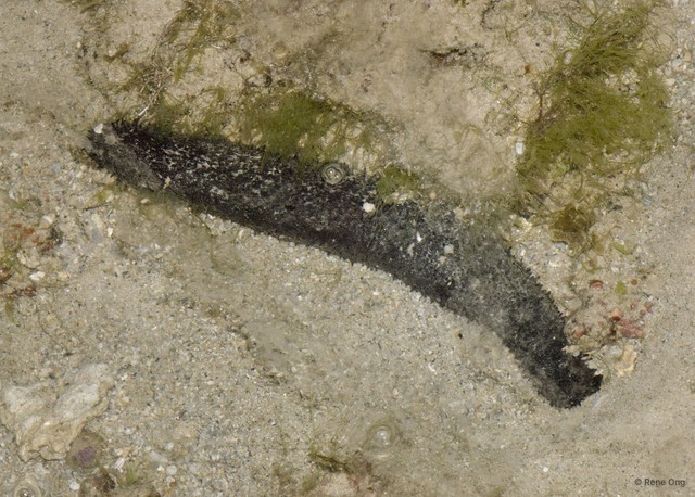 Holothuria (Mertensiothuria) leucospilota