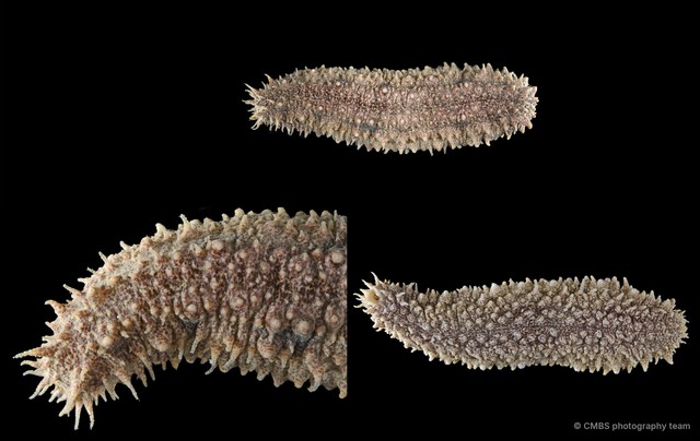 Holothuria (Metriatyla) martensii • © CMBS photography team • All Rights Reserved