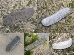 Holothuria (Metriatyla) scabra • © Ria Tan • All Rights Reserved
