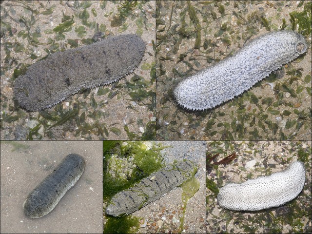 Holothuria (Metriatyla) scabra • © Ria Tan • All Rights Reserved